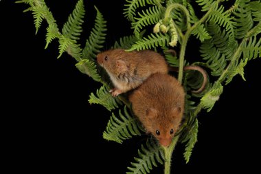 koyu arka planda eğrelti otu oynayan sevimli hasat fareler