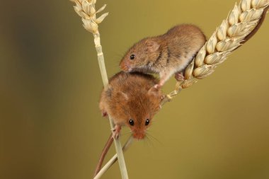 bulanık arka plan karşı buğday kulakları üzerinde oynayan sevimli hasat fare