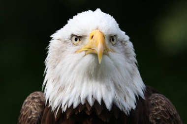 güzel beyaz kartal kafa , yakın çekim  