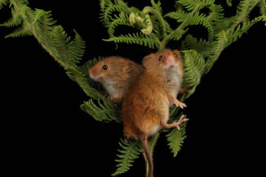 koyu arka planda eğrelti otu oynayan sevimli hasat fareler