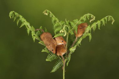 koyu arka planda eğrelti otu oynayan sevimli hasat fareler 