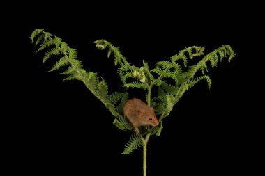 koyu arka planda eğrelti otu oynayan sevimli hasat fare