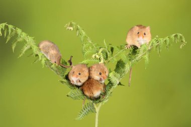 koyu arka planda eğrelti otu oynayan sevimli hasat fareler 