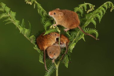 koyu arka planda eğrelti otu oynayan sevimli hasat fareler 