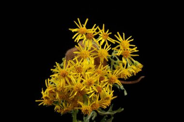 koyu arka plan karşı sarı çiçekler üzerinde sevimli hasat fareler