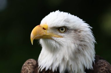 güzel beyaz kartal kafa , yakın çekim  
