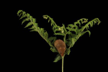 koyu arka planda eğrelti otu oynayan sevimli hasat fare