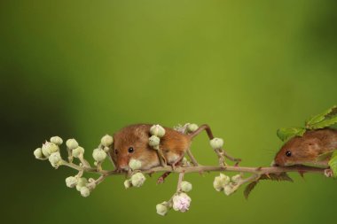 bulanık arka plan karşı çiçekli dal üzerinde sevimli hasat fareler