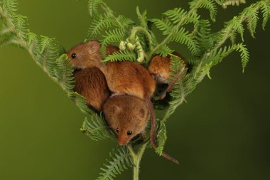 koyu arka planda eğrelti otu oynayan sevimli hasat fareler 