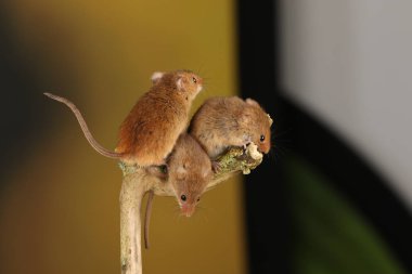 bulanık arka plan karşı ahşap sopa üzerinde sevimli hasat fareler