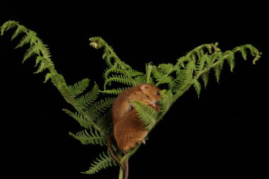 koyu arka planda eğrelti otu oynayan sevimli hasat fareler 