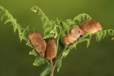 koyu arka planda eğrelti otu oynayan sevimli hasat fareler 