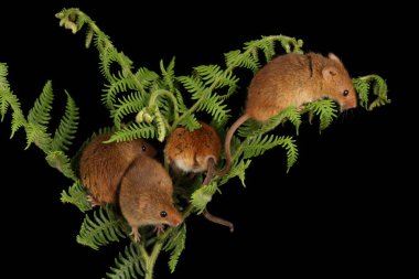 koyu arka planda eğrelti otu oynayan sevimli hasat fareler