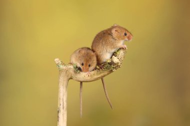 bulanık arka plan karşı ahşap sopa üzerinde sevimli hasat fareler