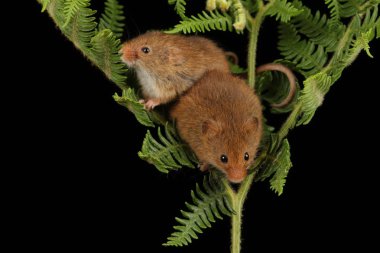 koyu arka planda eğrelti otu oynayan sevimli hasat fareler