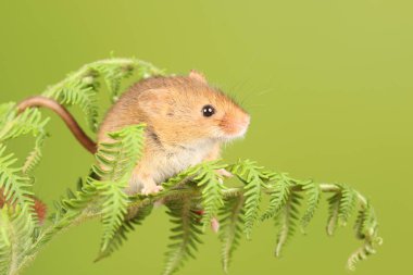 koyu arka planda eğrelti otu oynayan sevimli hasat fare