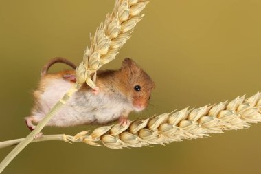 bulanık arka plan karşı buğday kulakları üzerinde oynayan sevimli hasat fare