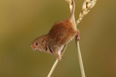 bulanık arka plan karşı buğday kulakları üzerinde oynayan sevimli hasat fare