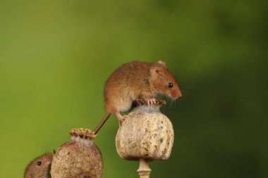 haşhaş kafalı sevimli hasat fareler 