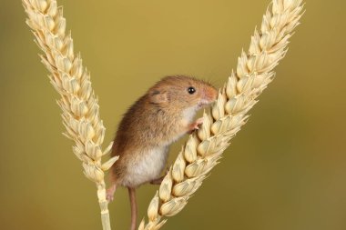 bulanık arka plan karşı buğday kulakları üzerinde oynayan sevimli hasat fare