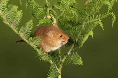koyu arka planda eğrelti otu oynayan sevimli hasat fare