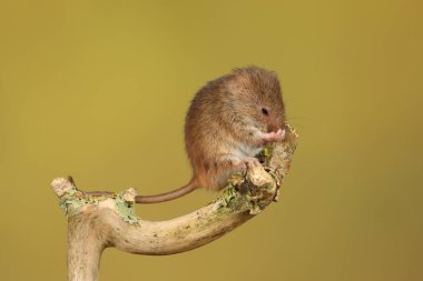 bulanık arka plan karşı ahşap sopa üzerinde sevimli hasat fare