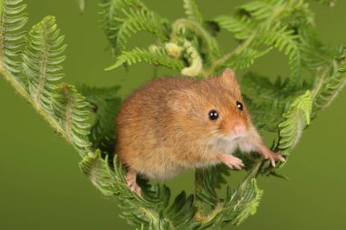 koyu arka planda eğrelti otu oynayan sevimli hasat fare