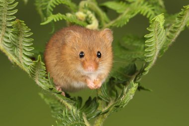 koyu arka planda eğrelti otu oynayan sevimli hasat fare