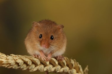 bulanık arka plan karşı buğday kulağı üzerinde oynayan sevimli hasat fare