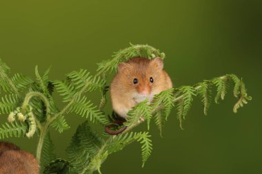 koyu arka planda eğrelti otu oynayan sevimli hasat fare