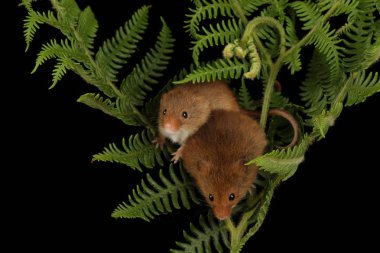 koyu arka planda eğrelti otu oynayan sevimli hasat fareler