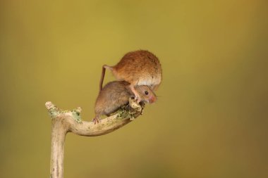 bulanık arka plan karşı ahşap sopa üzerinde sevimli hasat fareler