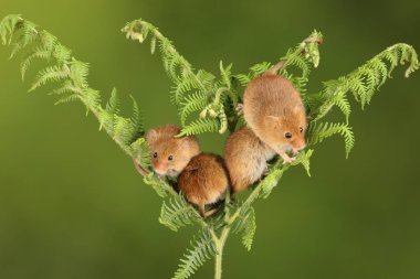 koyu arka planda eğrelti otu oynayan sevimli hasat fareler 