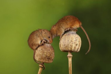 haşhaş kafalı sevimli hasat fareler 