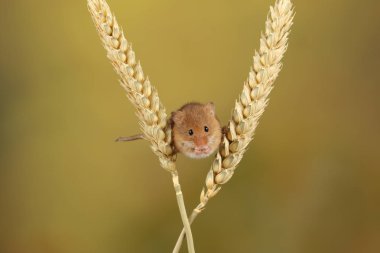 bulanık arka plan karşı buğday kulakları üzerinde oynayan sevimli hasat fare