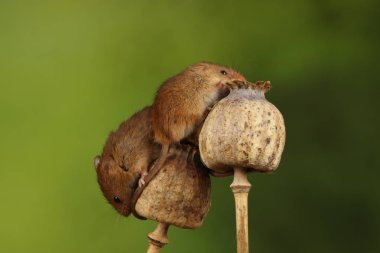 haşhaş kafalı sevimli hasat fareler 