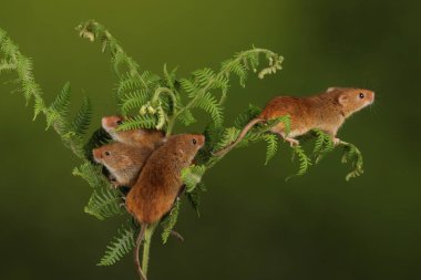 koyu arka planda eğrelti otu oynayan sevimli hasat fareler 