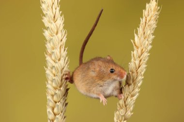 bulanık arka plan karşı buğday kulakları üzerinde oynayan sevimli hasat fare