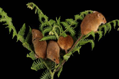 koyu arka planda eğrelti otu oynayan sevimli hasat fareler