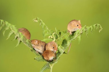 koyu arka planda eğrelti otu oynayan sevimli hasat fareler 