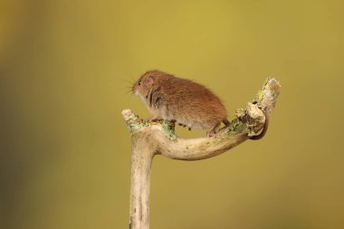 bulanık arka plan karşı ahşap sopa üzerinde sevimli hasat fare