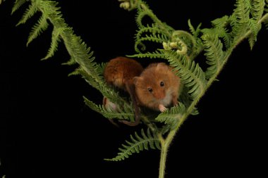 koyu arka planda eğrelti otu oynayan sevimli hasat fareler