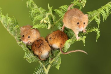 koyu arka planda eğrelti otu oynayan sevimli hasat fareler 