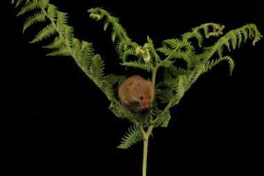 koyu arka planda eğrelti otu oynayan sevimli hasat fare