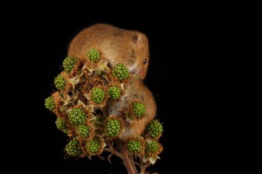 bulanık arka plan karşı böğürtlen dalı üzerinde sevimli hasat fareler