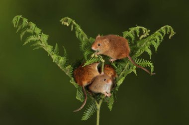 koyu arka planda eğrelti otu oynayan sevimli hasat fareler 