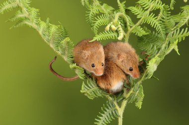 koyu arka planda eğrelti otu oynayan sevimli hasat fareler 
