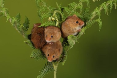 koyu arka planda eğrelti otu oynayan sevimli hasat fareler 