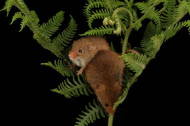 koyu arka planda eğrelti otu oynayan sevimli hasat fareler