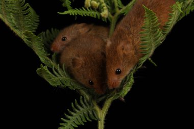 koyu arka planda eğrelti otu oynayan sevimli hasat fareler 